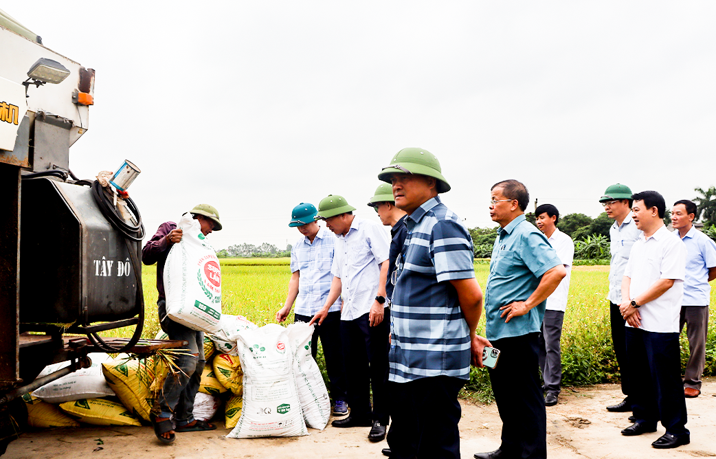 Nông dân bắt đầu thu hoạch lúa chiêm xuân
